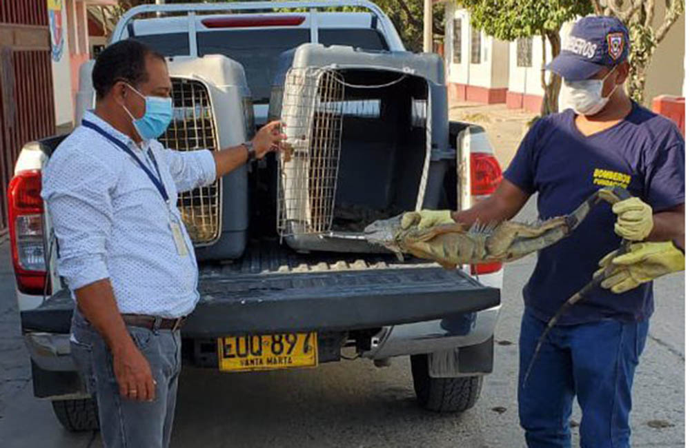 Corpamag y Policía lanzan Plan para combatir la caza y venta de huevos de iguana en el Magdalena