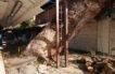 #ENVIDEO: Fuerte brisa derriba árbol de más de 200 años en El Rodadero