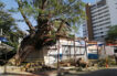 #ENVIDEO: Fuerte brisa derriba árbol de más de 200 años en El Rodadero