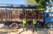 Incautadas 59 semovientes transportadas ilegalmente en vías del Magdalena