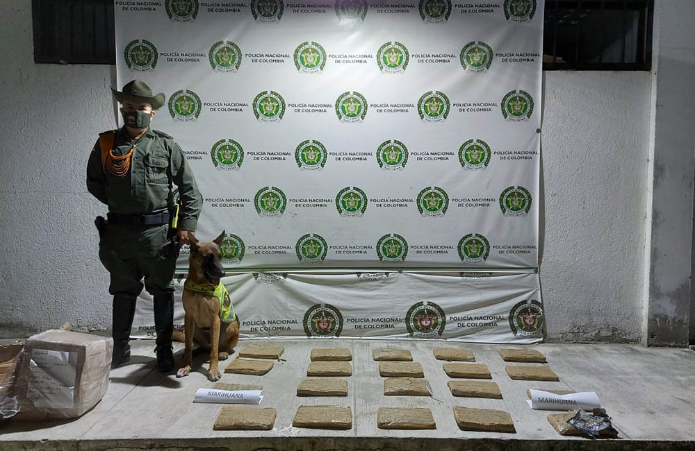 #ENVIDEO: Rex, el canino que halló 11 kilos de marihuana dentro de un camión en Gaira