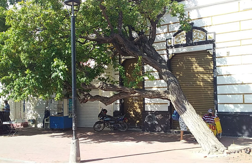 Árbol de trébol está a punto de caerse frente a la Catedral de Santa Marta