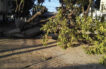 Viejo árbol de trébol cayó por las fuertes brisas