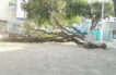 Viejo árbol de trébol cayó por las fuertes brisas