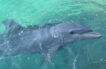 Liberan dos delfines que permanecieron 8 días bajo el cuidado de Corpamag