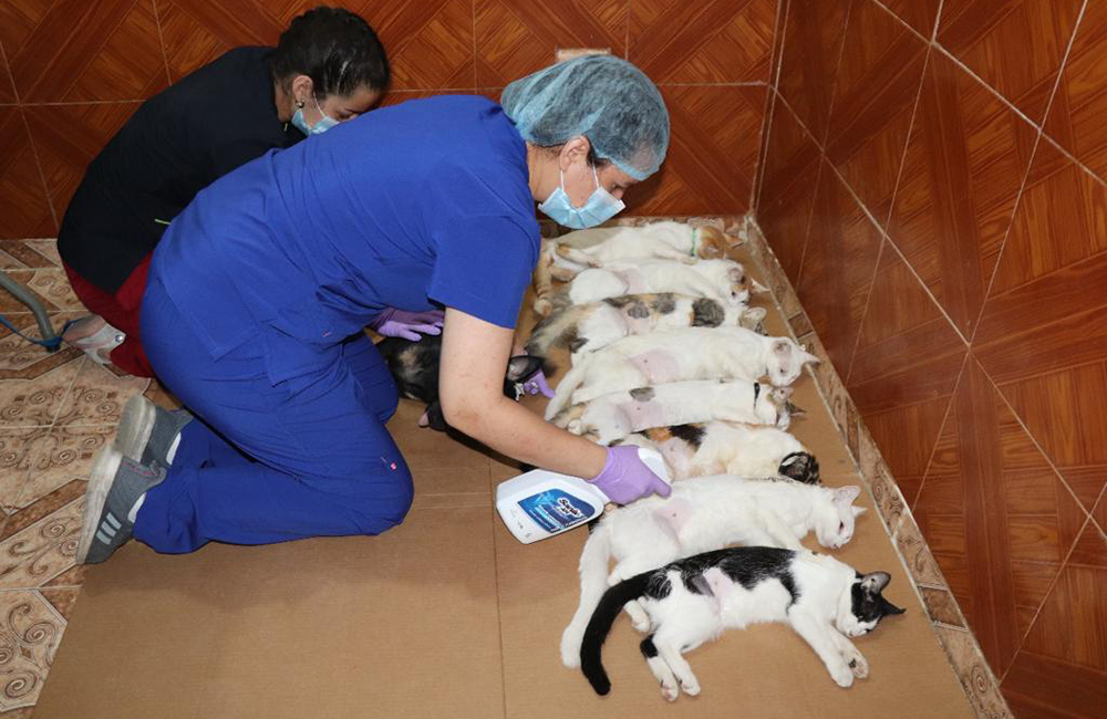 Realizan jornada de esterilización a perros y gatos