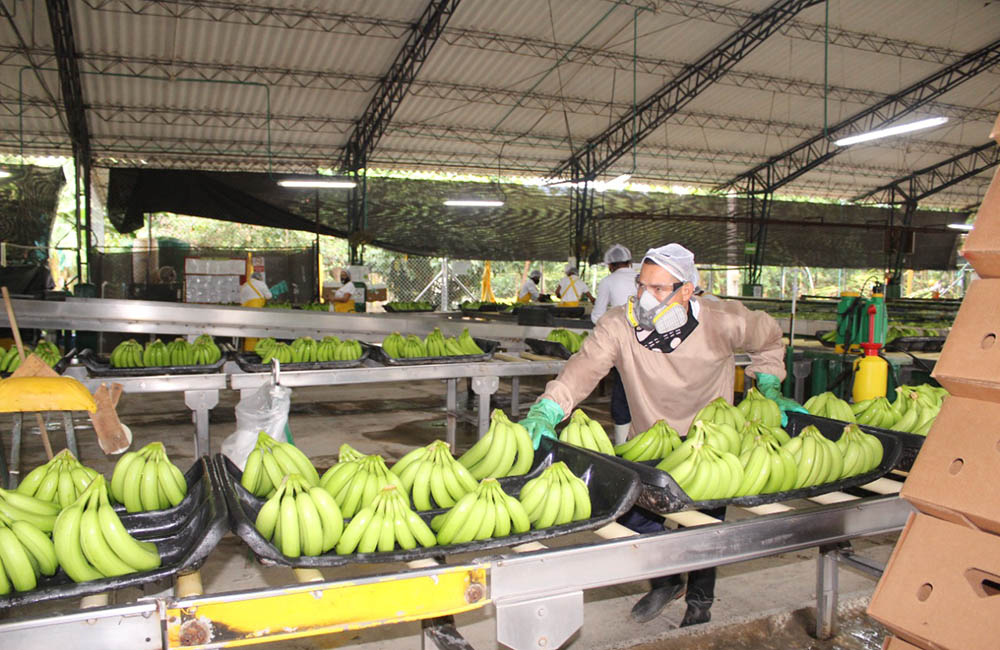 Firmado convenio para II Fase contra 'hongo asesino' en el banano