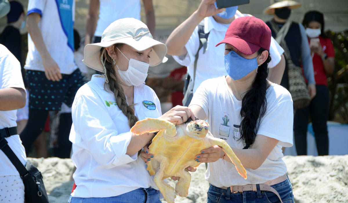 Pescadores hallaron una tortuga marina atrapada en sus redes