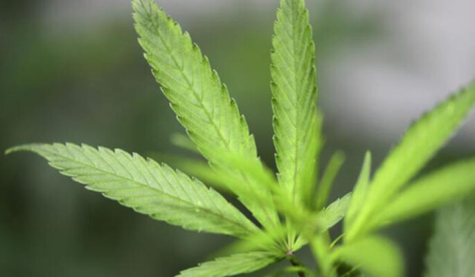 Compañía colombo canadiense estaría lista para iniciar estudios clínicos de cannabis medicinal