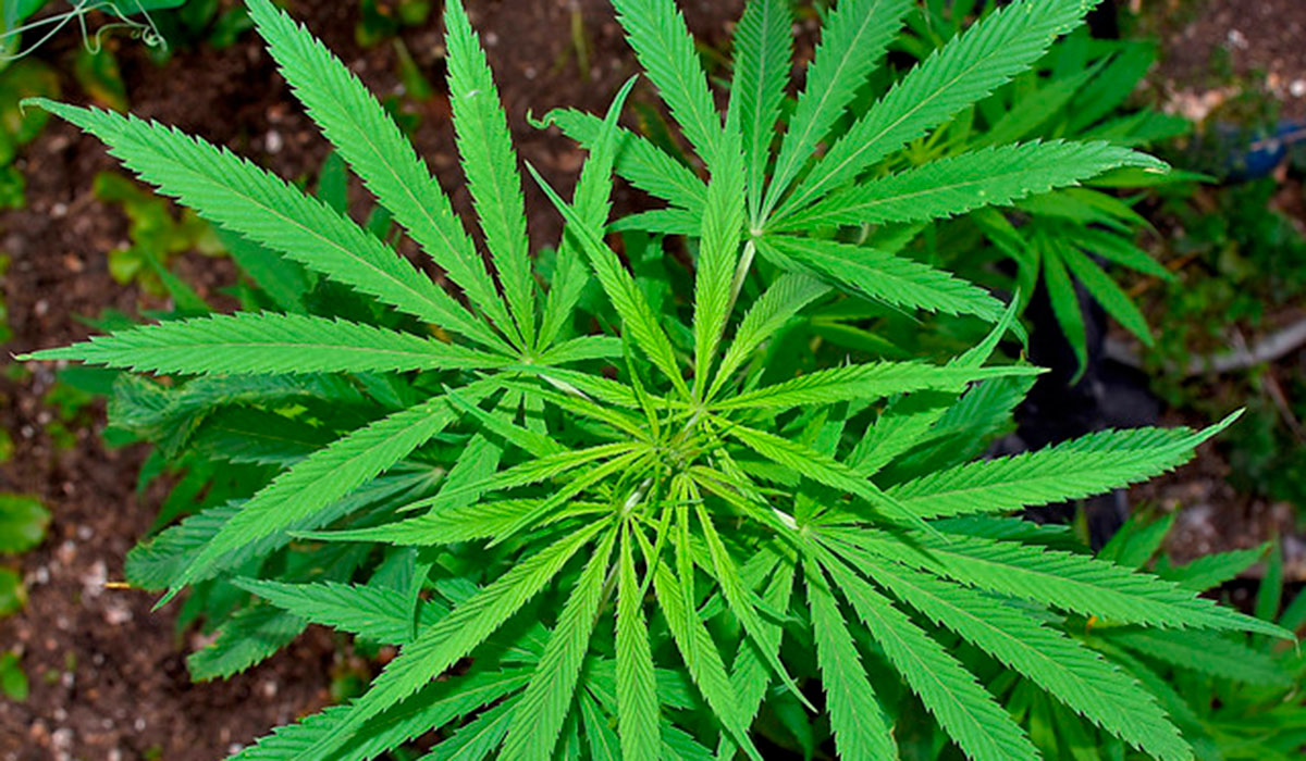 Aprueban el cannabis para uso medicinal e industrial