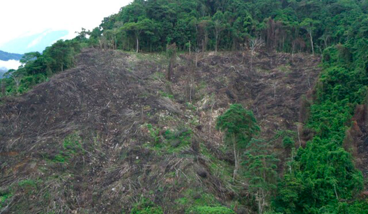Gobierno dice que campaña artemisa ha recuperado 21.480 hectáreas de bosque