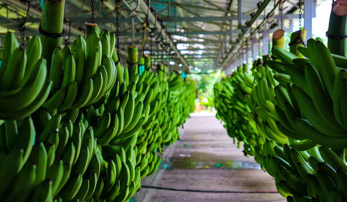 Banasan exportó cerca de 13 millones de cajas de banano en el 2021