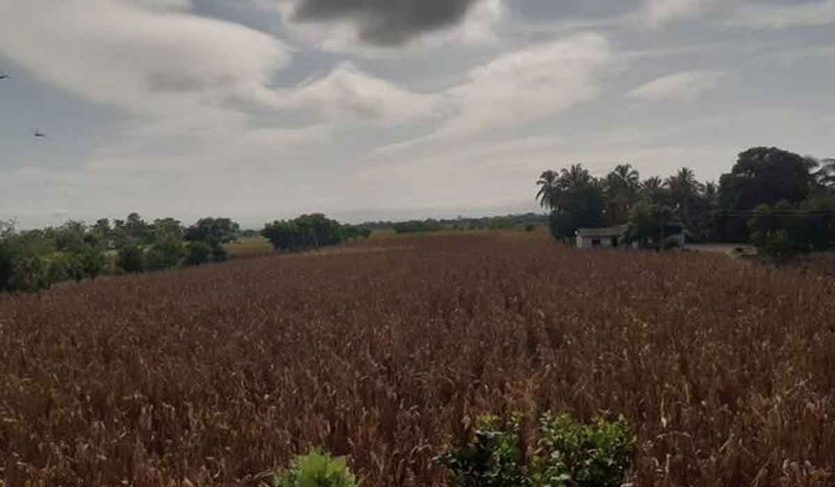 Producción de maíz y soya en Colombia aumentó