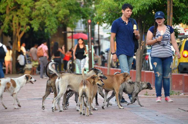 "Castrar a los animales es un acto de aberración": concejal Juan Ruiz