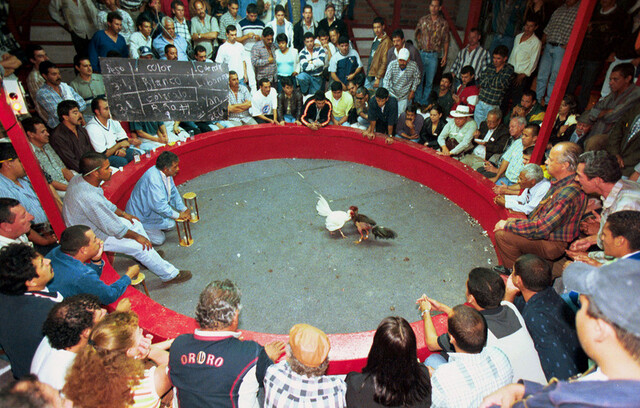 El ICA pide suspender peleas de gallos por virus de influenza aviar