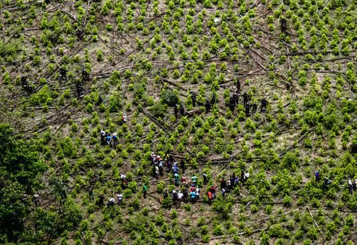 MinJusticia afirmó que no habrá legalización de cultivos de coca