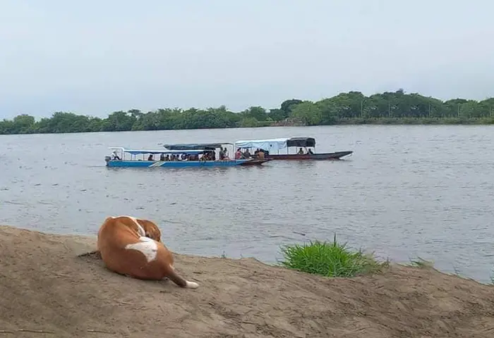 VIDEO | ¡Tragedia! Buseta cayó de un ferry al Río Magdalena: hay 3 desaparecidos