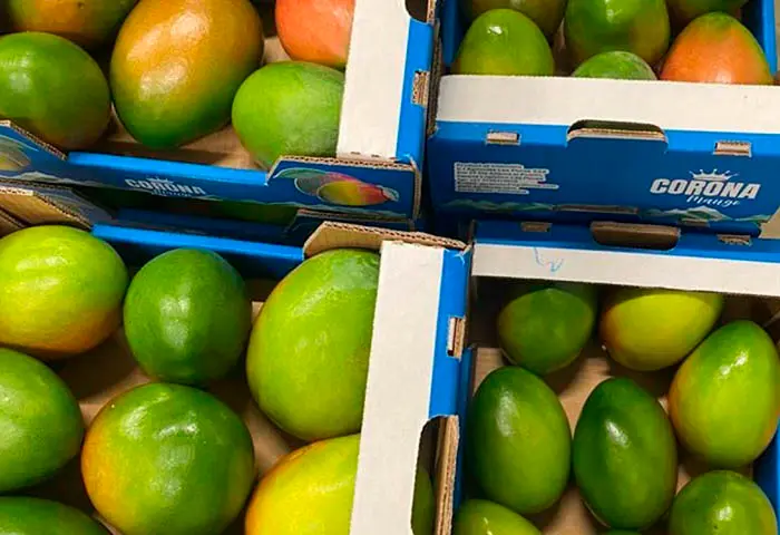 Puerto de Santa Marta exporta por primera vez el mango Keitt a Holanda