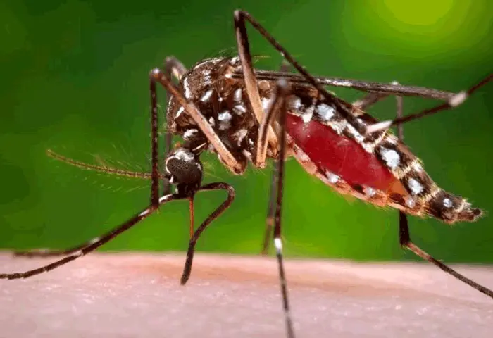 Distrito registra cero muertes por dengue