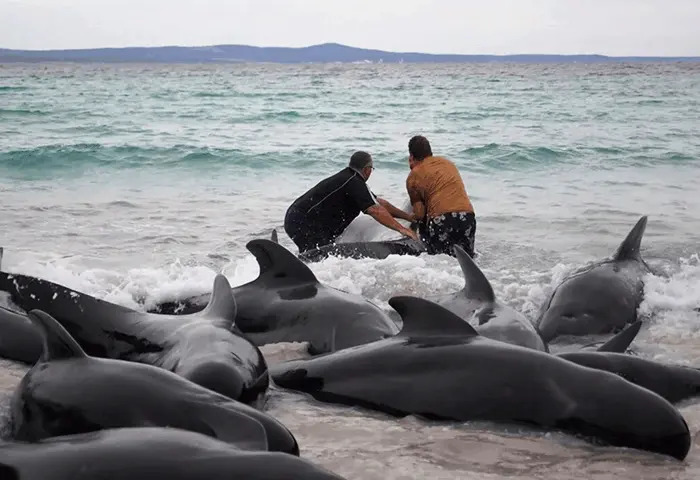 ENVIDEO: ¡Lamentable! 51 ballenas murieron varadas en Australia; más de 40 se salvaron