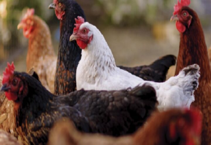 Sitionuevo está en alerta por influenza aviar en cinco veredas de Remolino
