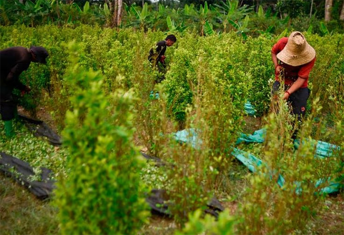 Así se regularán las semillas de coca, amapola y cannabis para uso médico