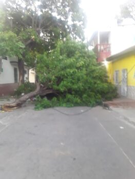 La ‘Loca’ sigue tumbando árboles en Santa Marta