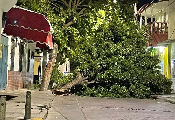 La ‘Loca’ sigue tumbando árboles en Santa Marta