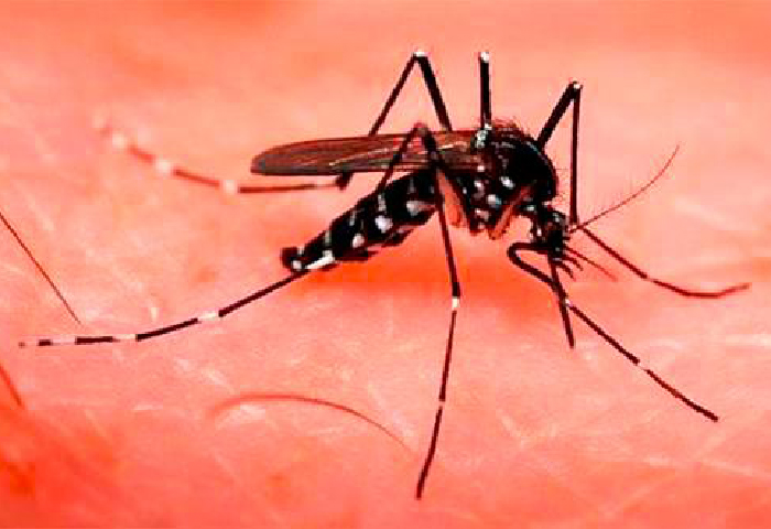 Alerta por dengue: Instituto Nacional de Salud reportó 7.636 casos en una semana