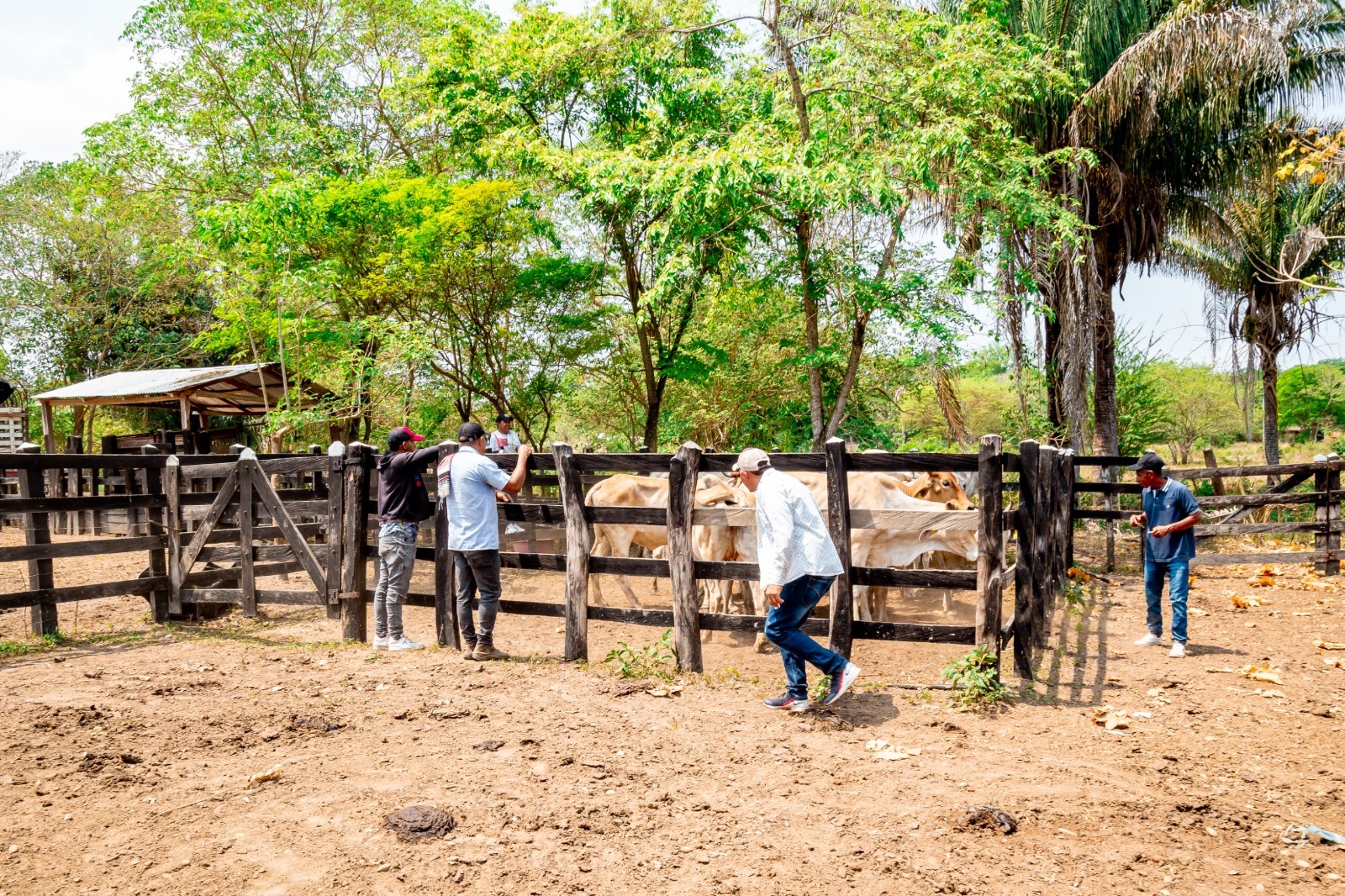 Pequeños productores se benefician del programa de ganadería sostenible