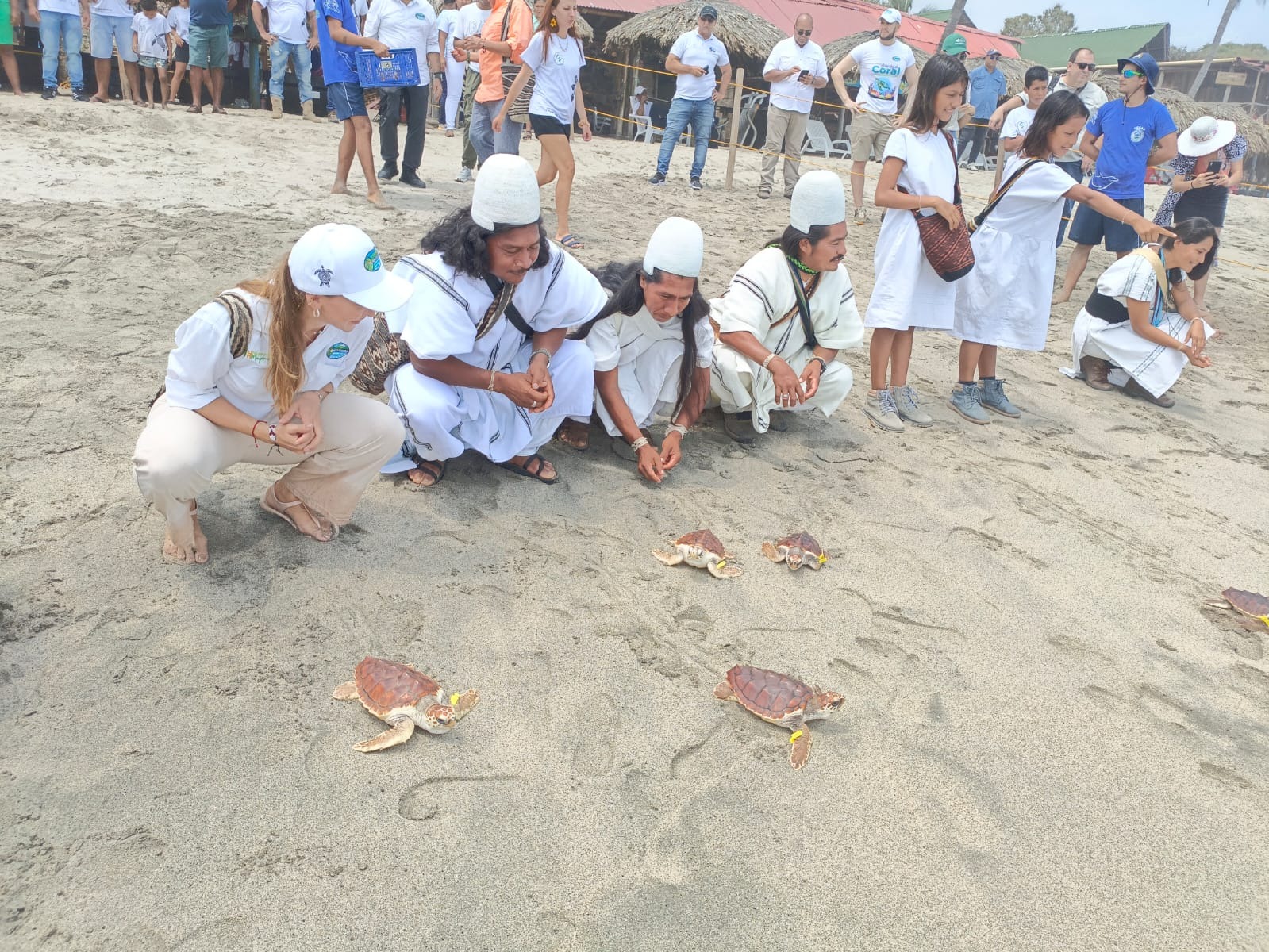 VIDEO: Corpamag libera 60 tortugas en playas de Buritaca