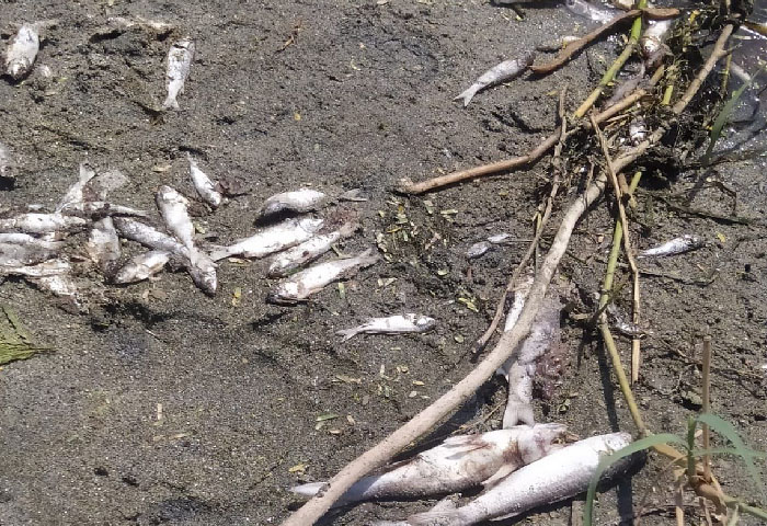 Mortandad de peces en la desembocadura del río Gaira