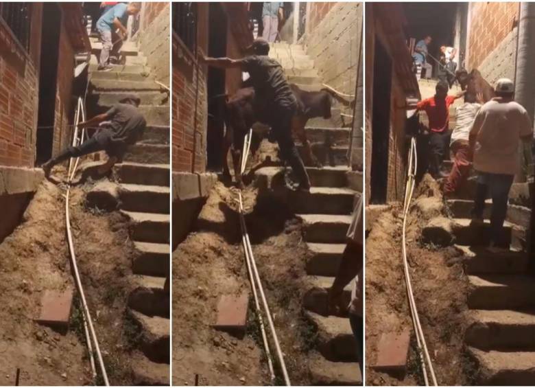 Video | Qué susto: ternero cayó sobre el techo de una vivienda