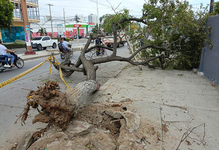 ENVIDEO: Viejo árbol colapsó en la Avenida del Ferrocarril