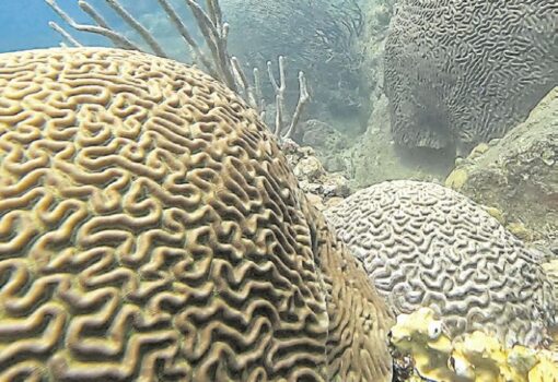 Al rescate de los arrecifes de coral