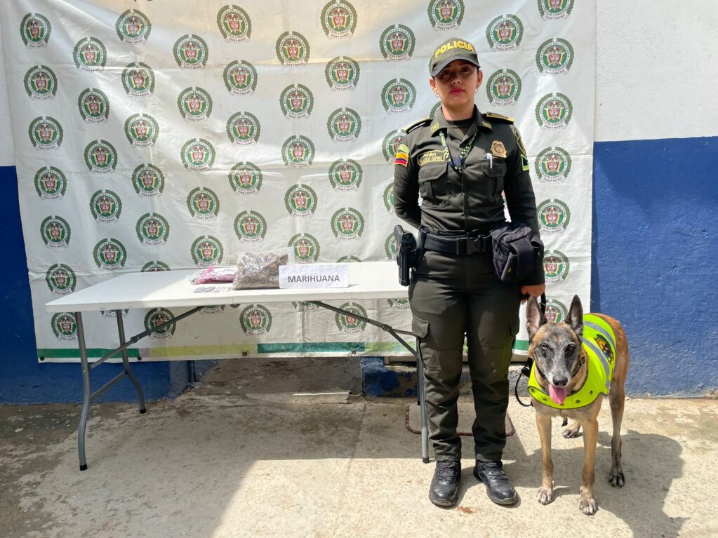 Perro ‘Fox’ de la Policía encuentra marihuana y tabletas de Rivotril